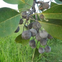 Terminalia bellirica (Gaertn.) Roxb.